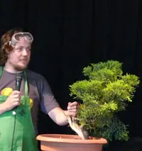 bonsai