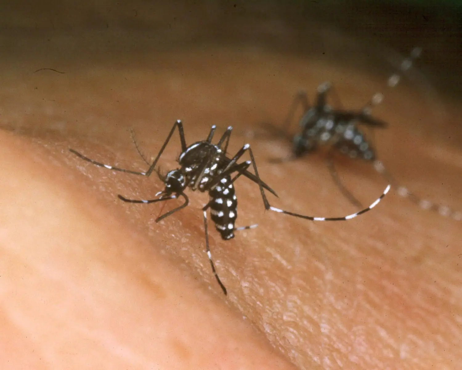 Dengue