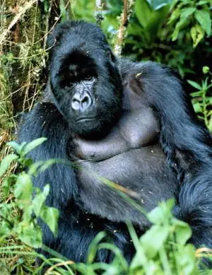 ¡ 50 Animales peligrosos que se deberían temer !
