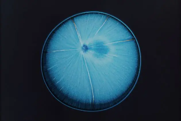 microscopio
