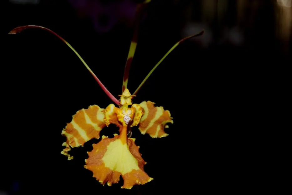 Estas Sorprendentes Orquídeas Te Dejarán Sin Aliento