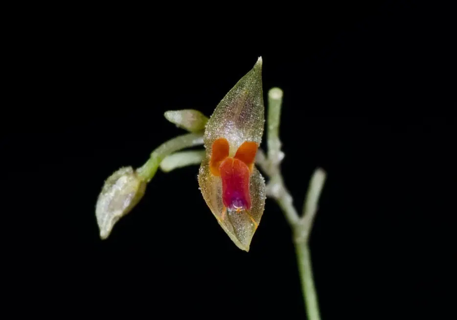 orquideas