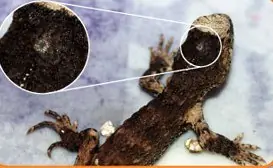 La glándula pineal: ¿nuestro tercer ojo?