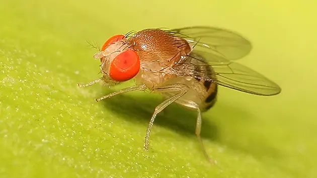 especies