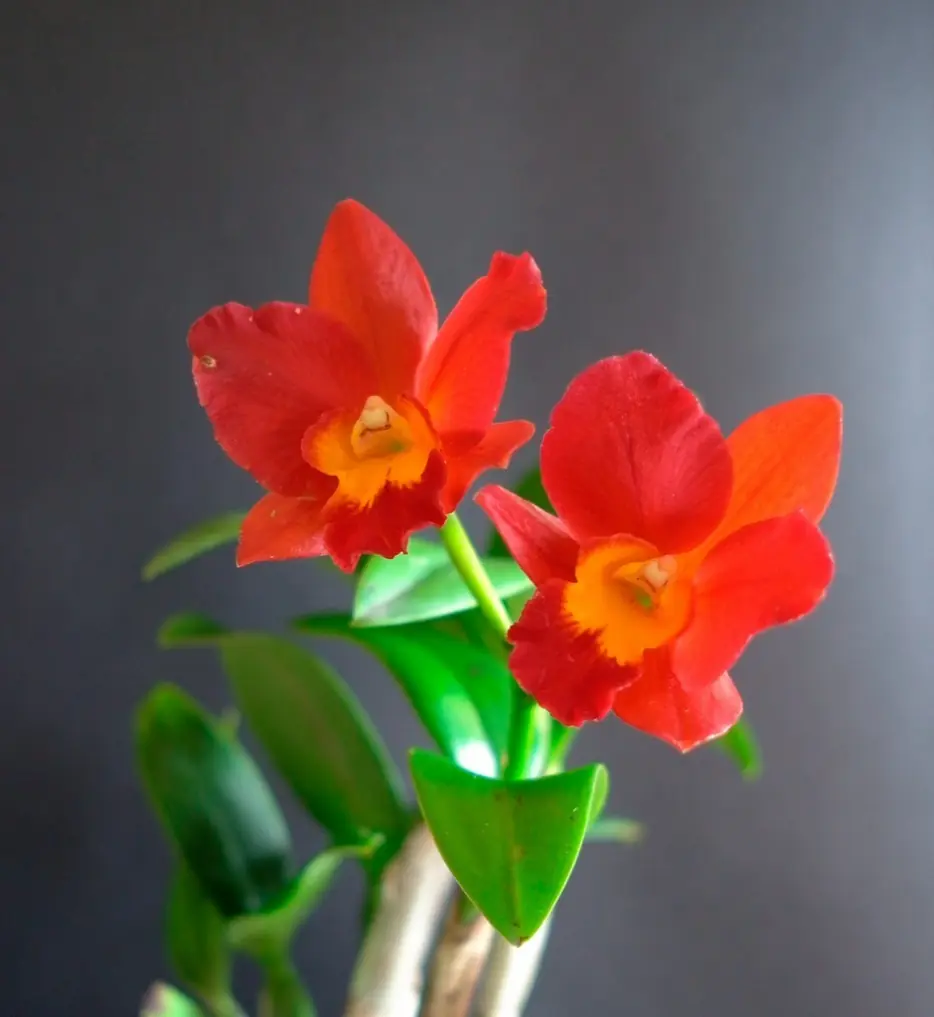 orquideas