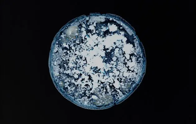 drogas