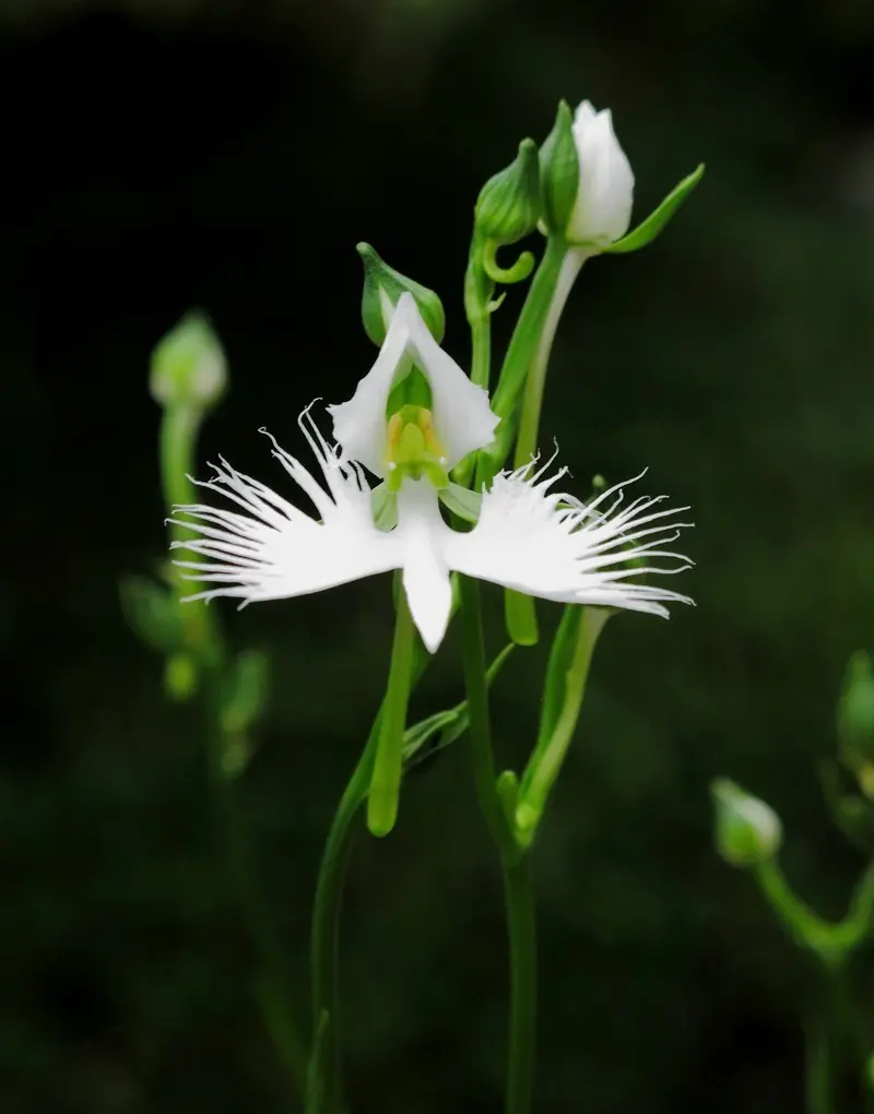 Estas Sorprendentes Orquídeas Te Dejarán Sin Aliento