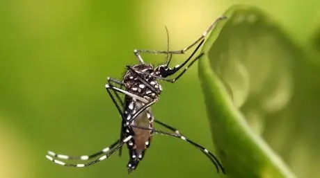 Confirman casos locales de virus Chikungunya en Venezuela