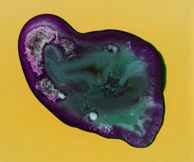 imagenes microscopicas