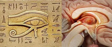 glandula pineal