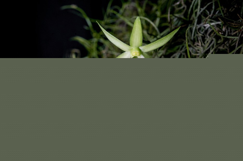 Estas Sorprendentes Orquídeas Te Dejarán Sin Aliento