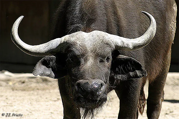 ¡ 50 Animales peligrosos que se deberían temer !