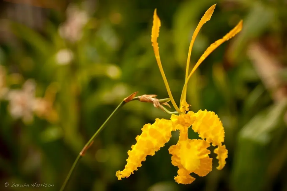 Estas Sorprendentes Orquídeas Te Dejarán Sin Aliento
