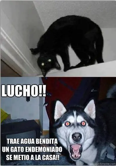 humor humor