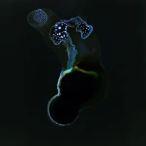 imagenes microscopicas