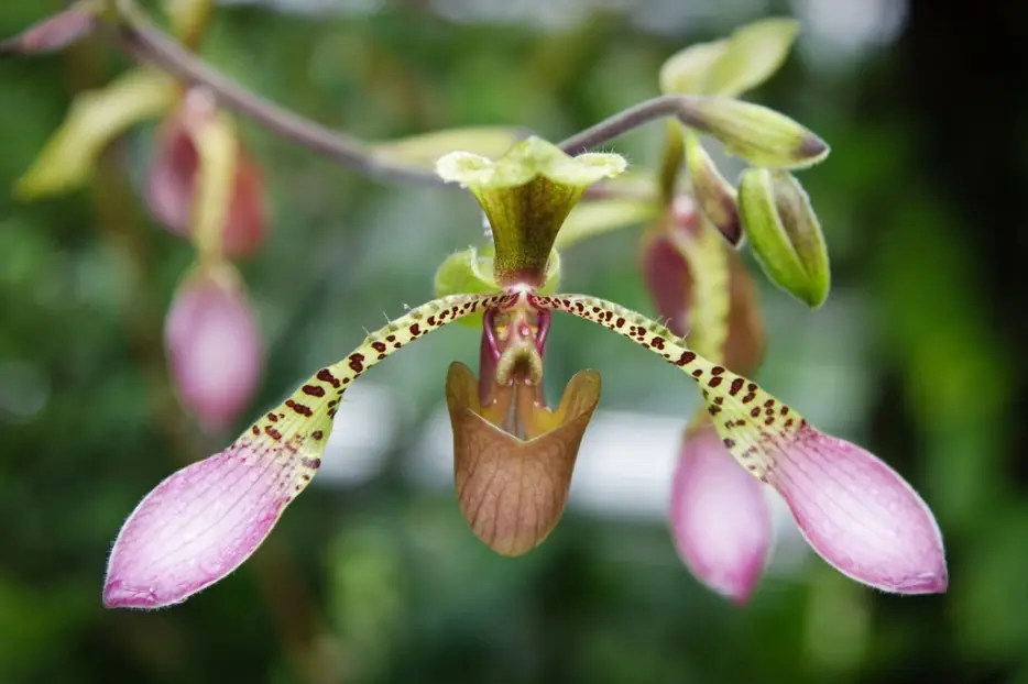 orquideas