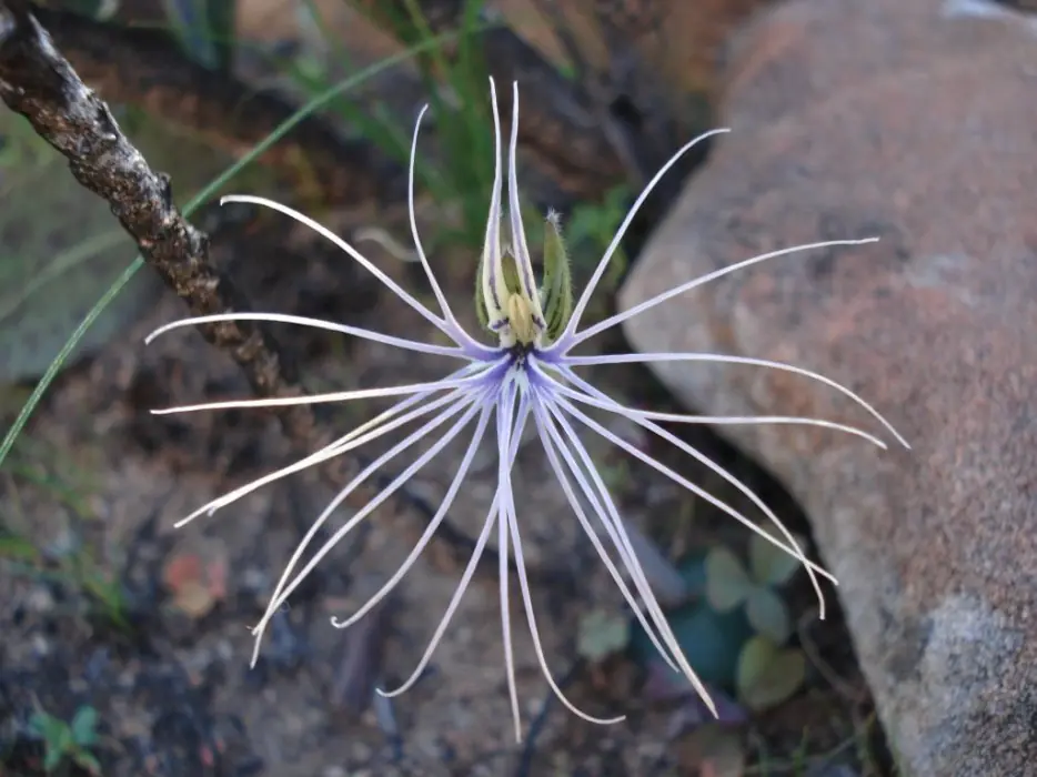 orquideas