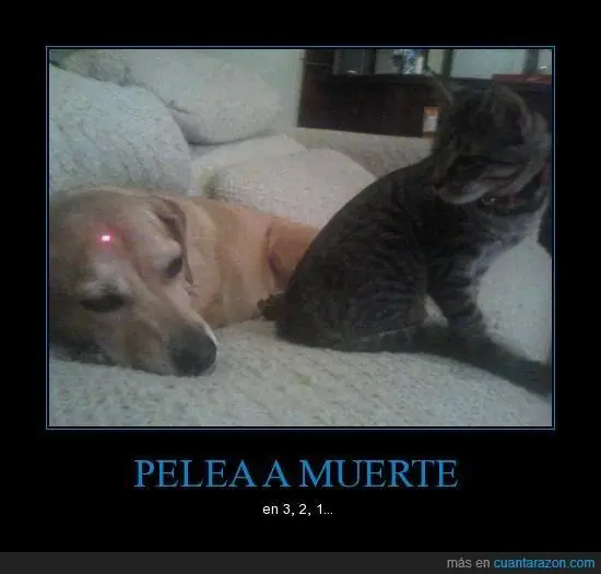 memes