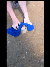 Imágenes y Gifs graciosos +5 si alguno te gusto :)