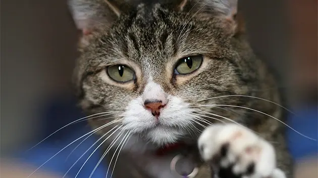 Gatos y otras especies que algunos quieren exterminar