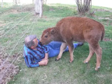 Bufalo como animal de compañía (fotos y video)