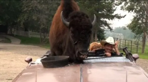 bufalo