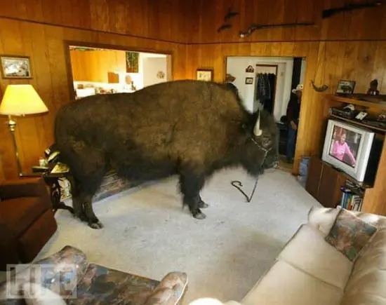 Bufalo como animal de compañía (fotos y video)
