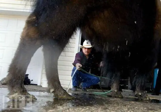 Bufalo como animal de compañía (fotos y video)
