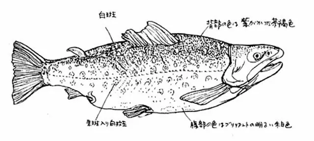 criptologi