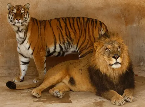 gatos