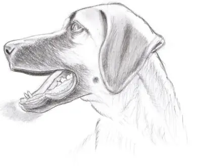 Dibujos viejos