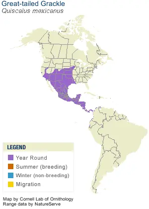 El zanate mexicano (Quiscalus mexicanus)