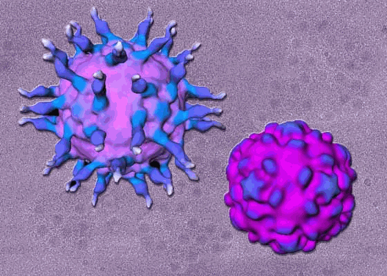 ebola