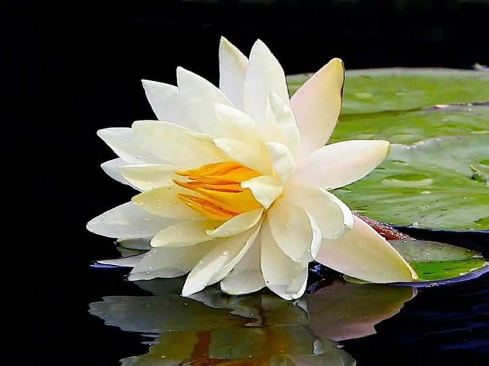 signo