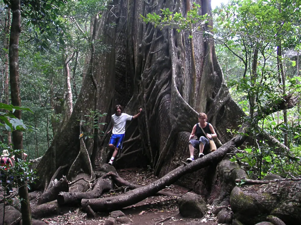 manglar