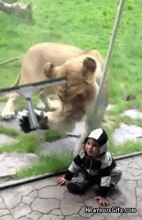 gifs comicos