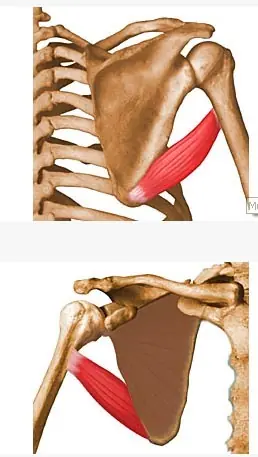 anatomia