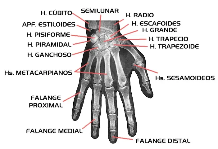 medicina
