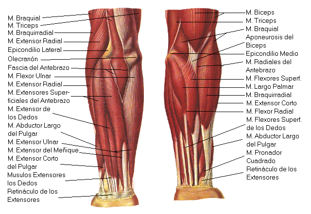 Anatomia Humana