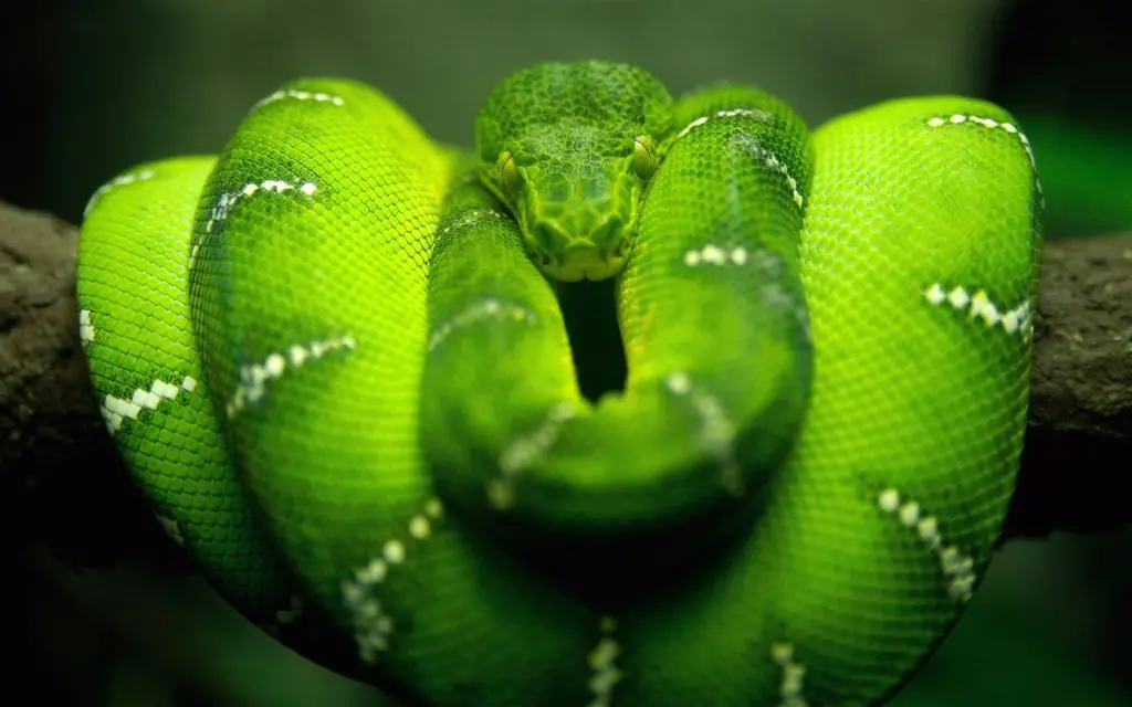 serpientes