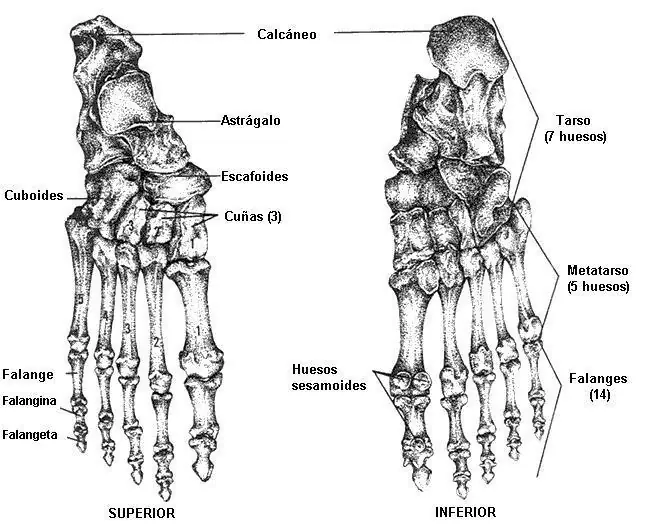 sistema general humano