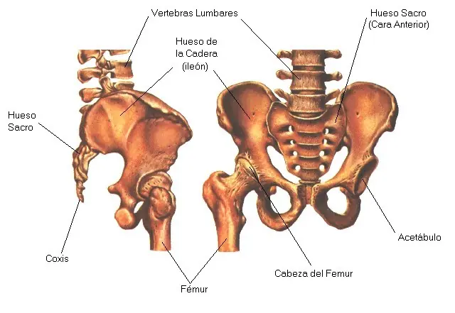 Anatomia Humana