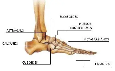 anatomia