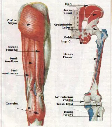 anatomia