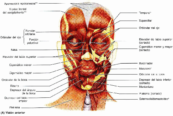 medicina