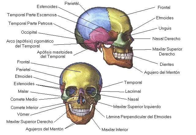 Anatomia Humana