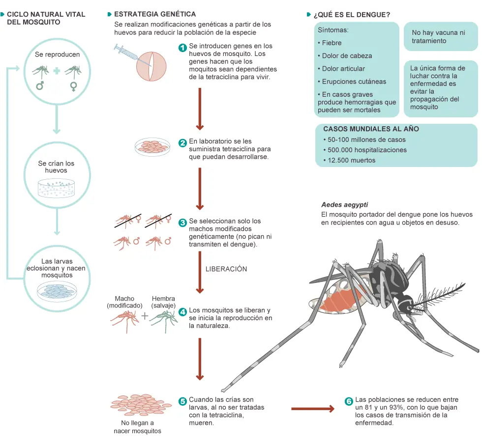 Brasil liberará mosquitos transgénicos contra el dengue