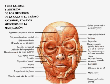 Anatomia Humana