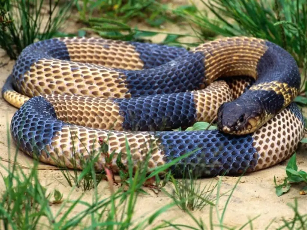 reptiles