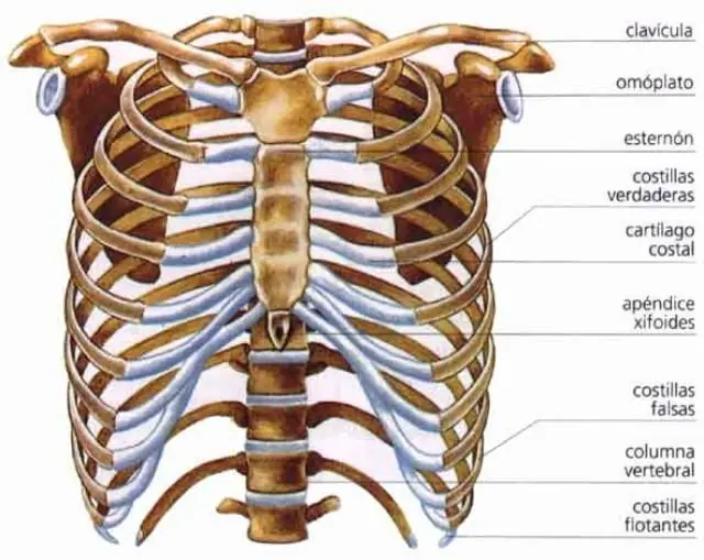 anatomia